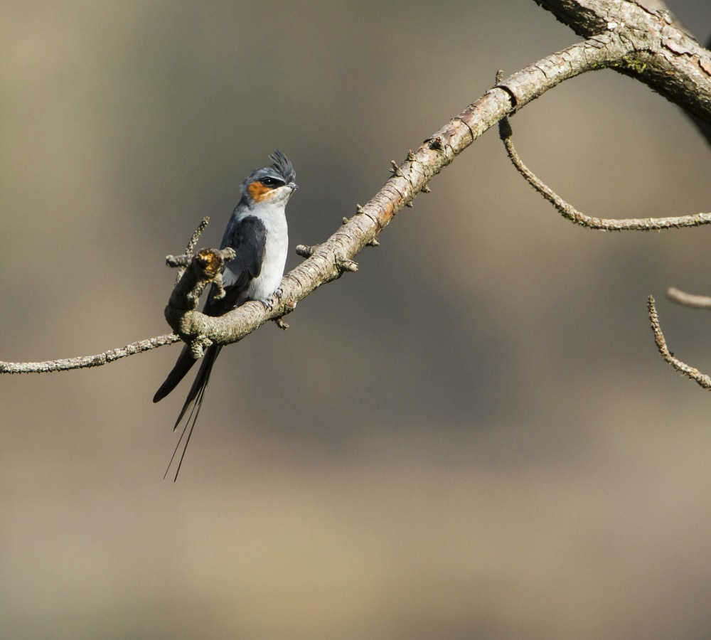 Tangerine Tours Bird Watching Tours